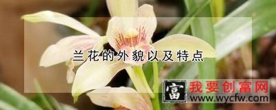 兰花的外貌以及特点