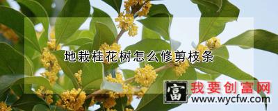 地栽桂花树怎么修剪枝条