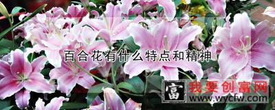 百合花有什么特点和精神