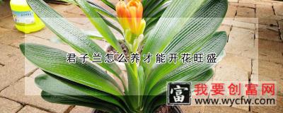 君子兰怎么养才能开花旺盛