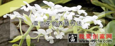 雪兰花的养殖方法