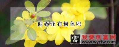 迎春花有粉色吗