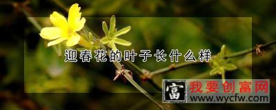 迎春花的叶子长什么样