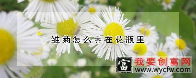 雏菊怎么养在花瓶里