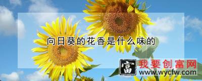 向日葵的花香是什么味的