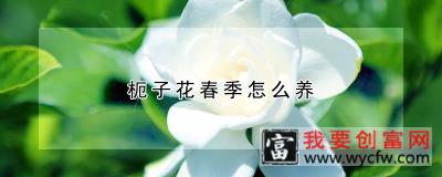 枙子花春季怎么养