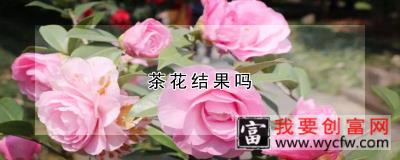 茶花结果吗