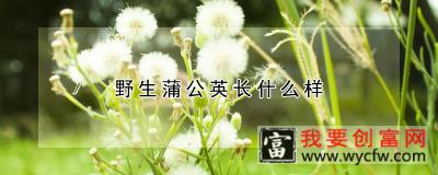 野生蒲公英长什么样