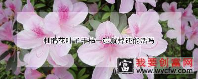 杜鹃花叶子干枯一碰就掉还能活吗