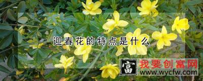 迎春花的特点是什么