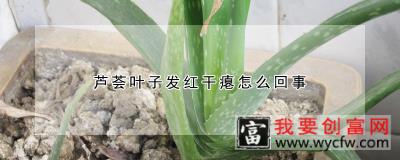 芦荟叶子发红干瘪怎么回事