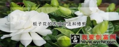 栀子花的养殖方法和修剪