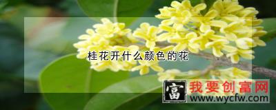 桂花开什么颜色的花