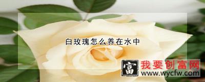 白玫瑰怎么养在水中