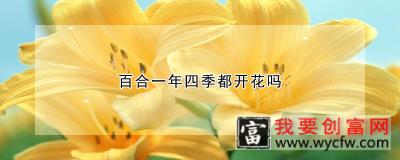 百合一年四季都开花吗