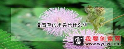 含羞草的果实长什么样