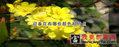 迎春花有哪些颜色和特点