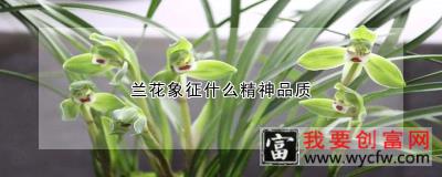 兰花象征什么精神品质