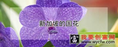 新加坡的国花