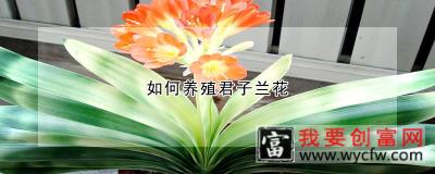 如何养殖君子兰花