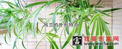 吊兰的外形特点