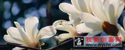 上海的市花是什么