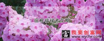 宿根福禄考花期