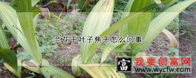 兰花干叶子焦干怎么回事