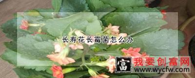 长寿花长霉菌怎么办