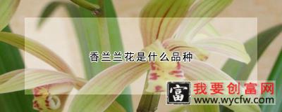 香兰兰花是什么品种