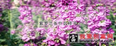 紫罗兰长什么样子