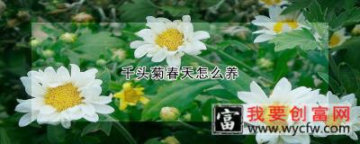 千头菊春天怎么养