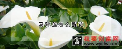 马蹄莲怎么醒花