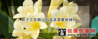 君子兰花期过后花茎需要剪掉吗