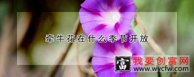 牵牛花在什么季节开放