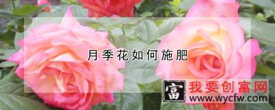 月季花如何施肥