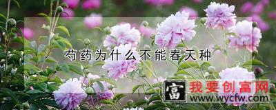 芍药为什么不能春天种