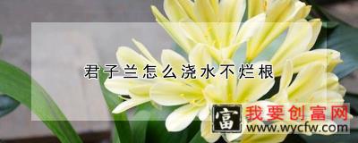 君子兰怎么浇水不烂根