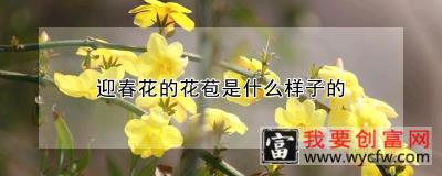 迎春花的花苞是什么样子的