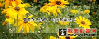 菊花冬天冻死了明年还能活吗