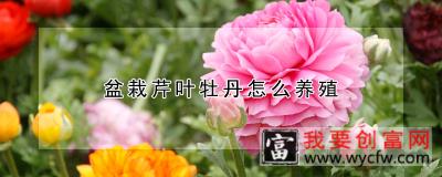 盆栽芹叶牡丹怎么养殖