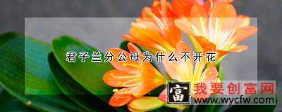 君子兰分公母为什么不开花