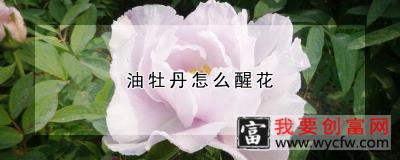 油牡丹怎么醒花