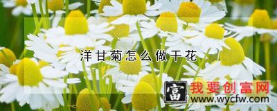 洋甘菊怎么做干花