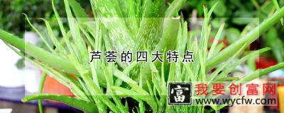 芦荟的四大特点