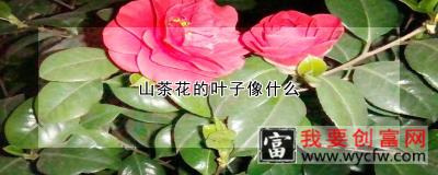 山茶花的叶子像什么