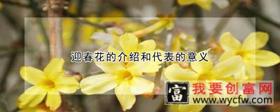 迎春花的介绍和代表的意义