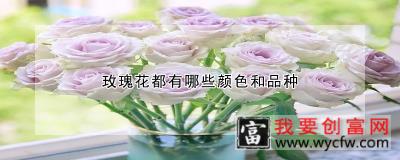 玫瑰花都有哪些颜色和品种