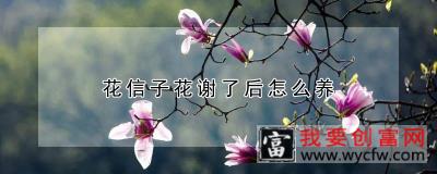 花信子花谢了后怎么养