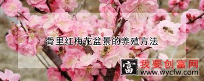 骨里红梅花盆景的养殖方法